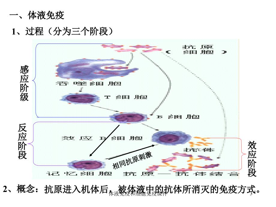 体液免疫和细胞免疫课件_第3页