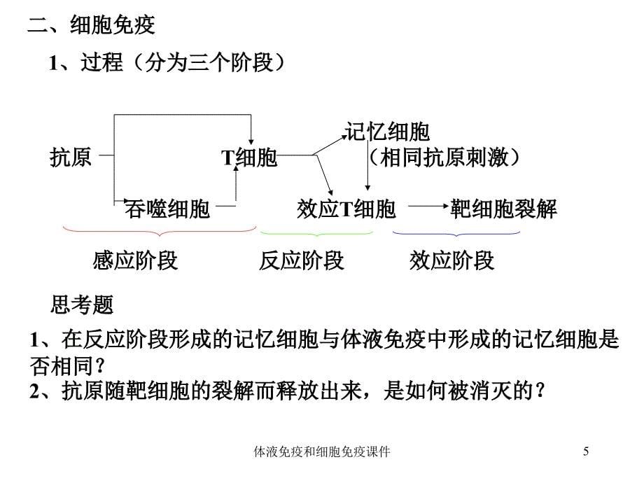 体液免疫和细胞免疫课件_第5页