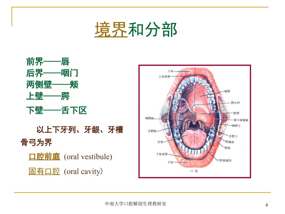 口腔基本结构-干货_第4页