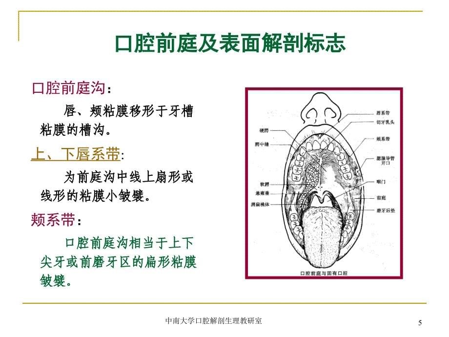 口腔基本结构-干货_第5页