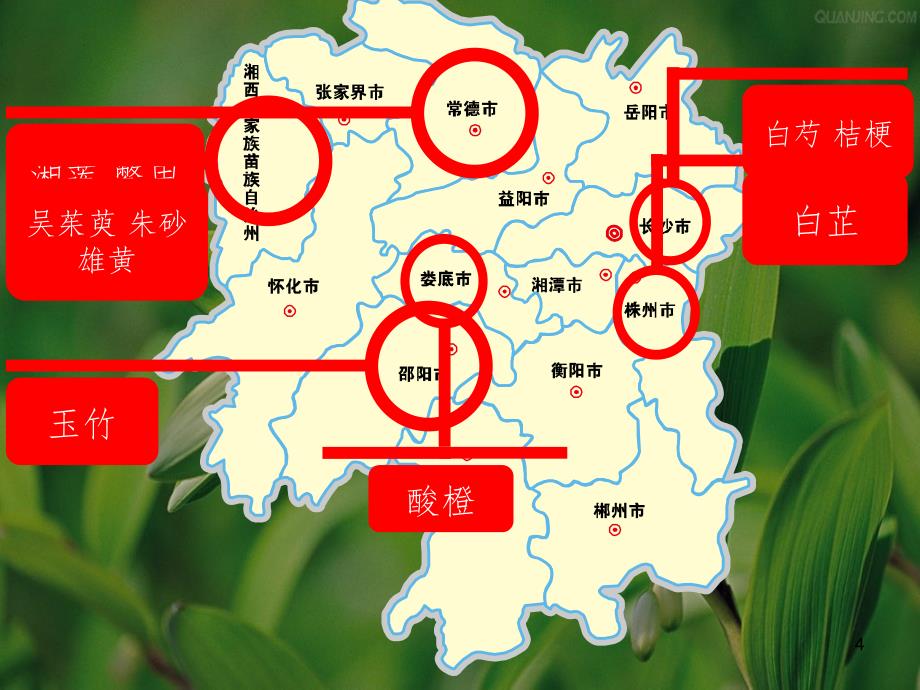 湖南省道地药材.ppt_第4页