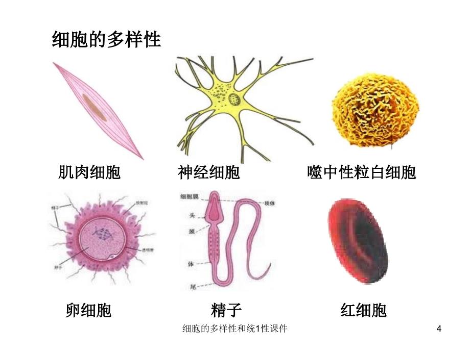 细胞的多样性和统1性课件_第4页