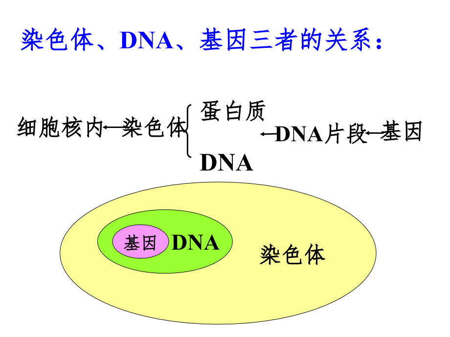 人的性状和遗传PPT精品文档_第1页