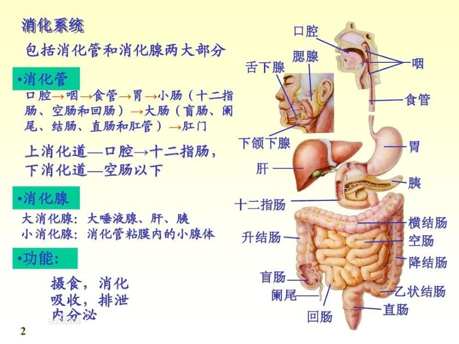 饮食与消化系统疾病-4_第4页