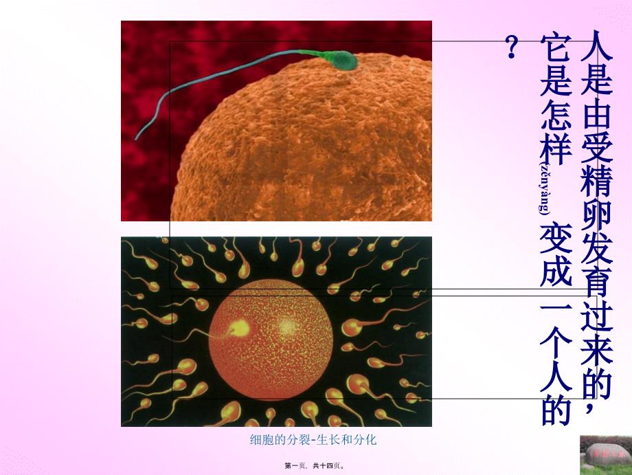 细胞的分裂-生长和分化课件_第1页