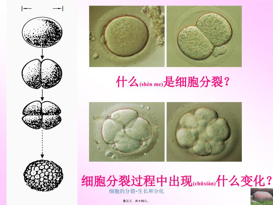 细胞的分裂-生长和分化课件_第3页