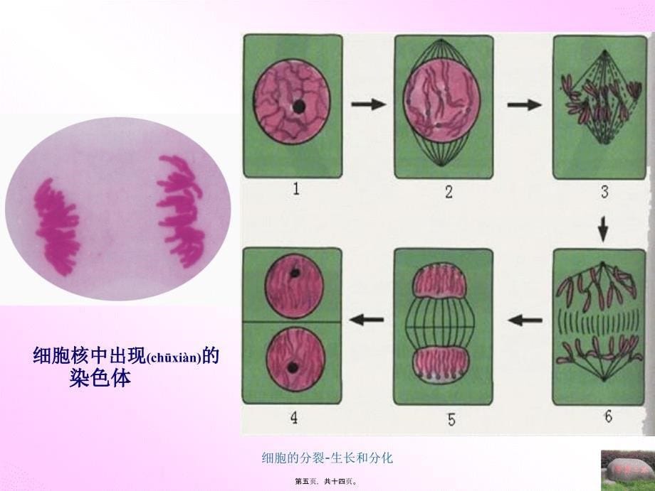 细胞的分裂-生长和分化课件_第5页