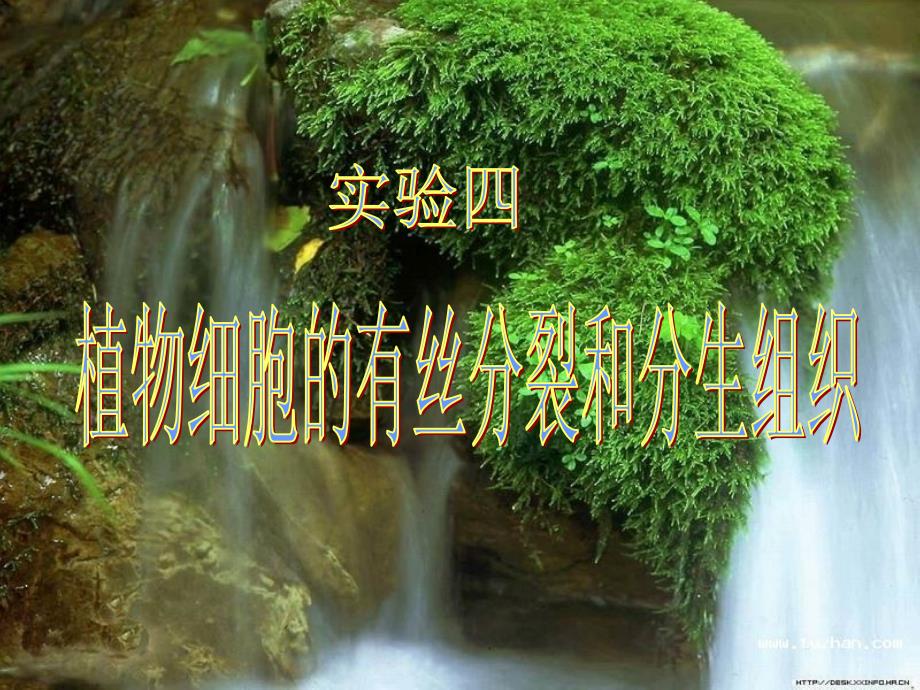 植物细胞的有丝分裂和分生组织.ppt_第1页