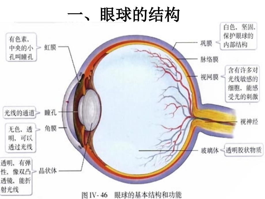 人体对外界环境的感知a.ppt_第4页