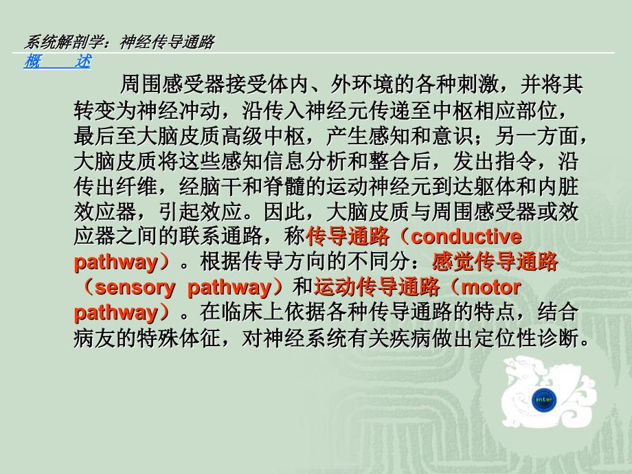 神经传导通路教案解剖学_第3页