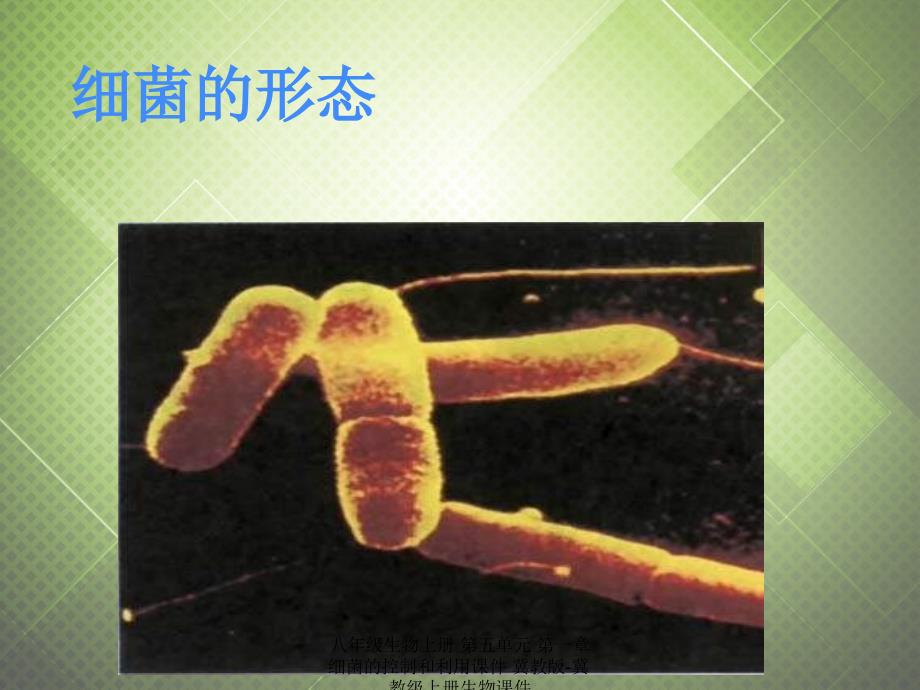 最新八年级生物上册第五单元第一章细菌的控制和利用课件冀教版冀教级上册生物课件_第2页