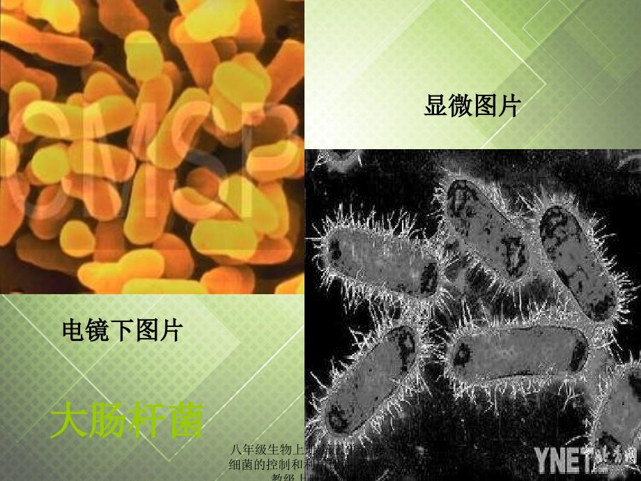 最新八年级生物上册第五单元第一章细菌的控制和利用课件冀教版冀教级上册生物课件_第3页