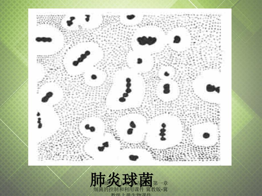 最新八年级生物上册第五单元第一章细菌的控制和利用课件冀教版冀教级上册生物课件_第4页