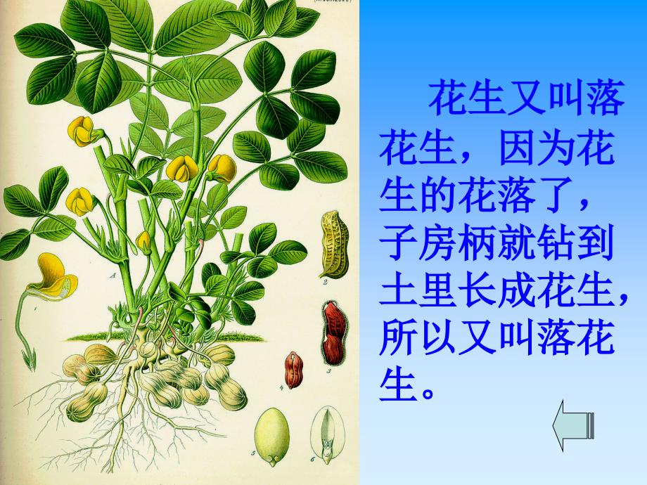 《落花生》课件（28页）_第2页