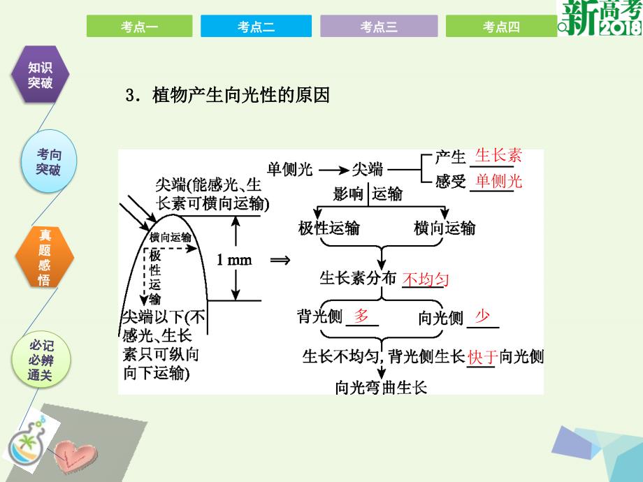 高考生物第九单元 植物的激素调节_第4页