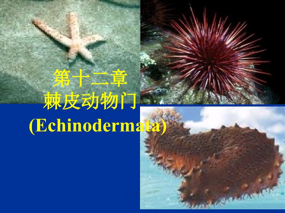 第十二章棘皮动物_第1页