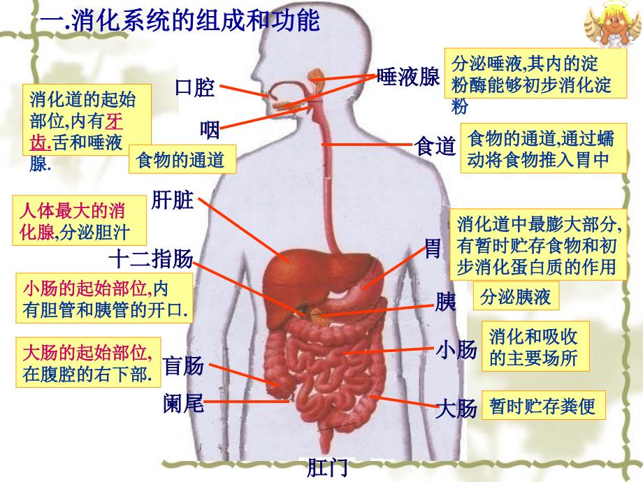 消化系统的组成和功能_第2页