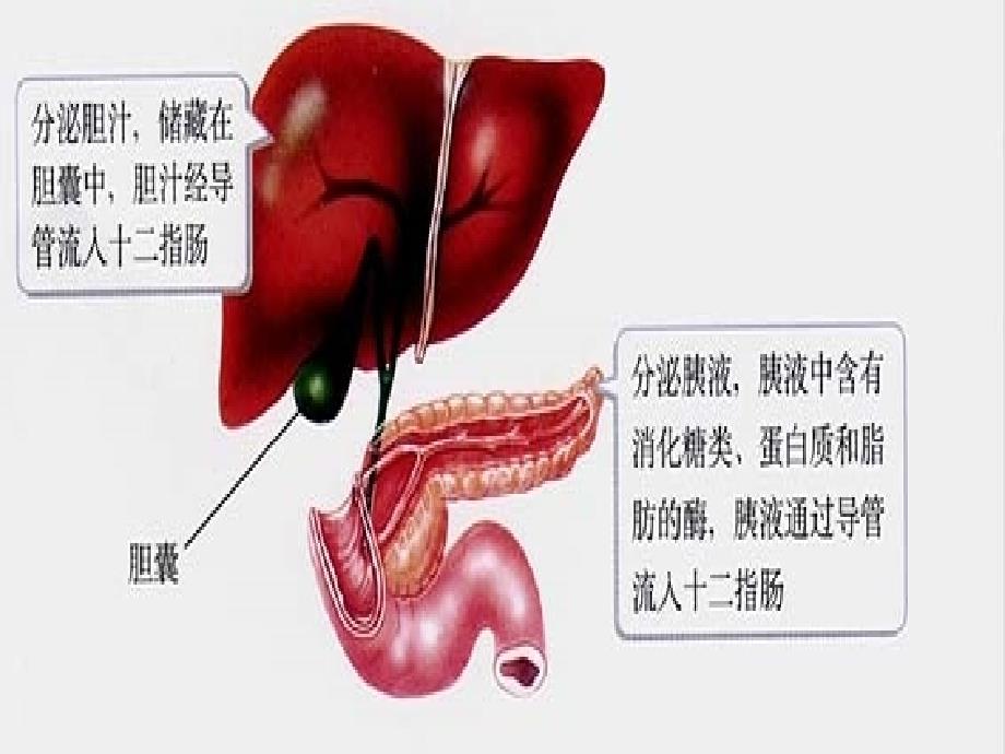 消化系统的组成和功能_第3页