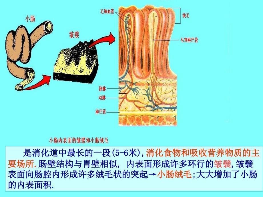 消化系统的组成和功能_第5页