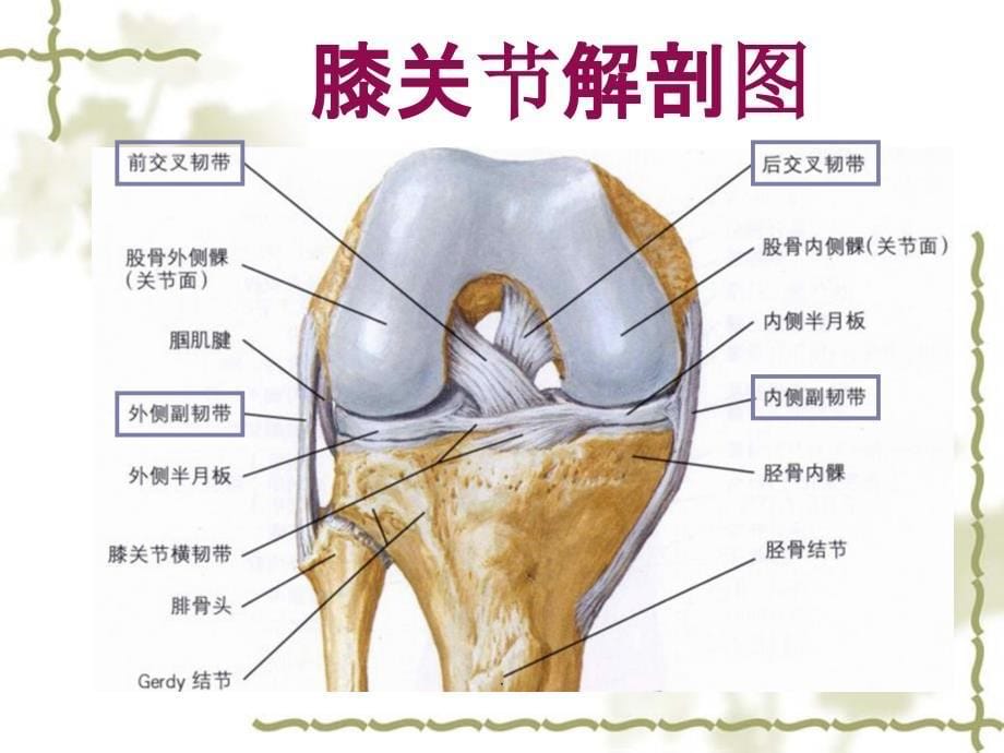 前交叉韧带损伤护理查房_第5页