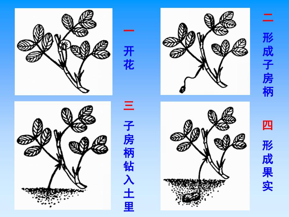 落花生课件_(1)_第4页