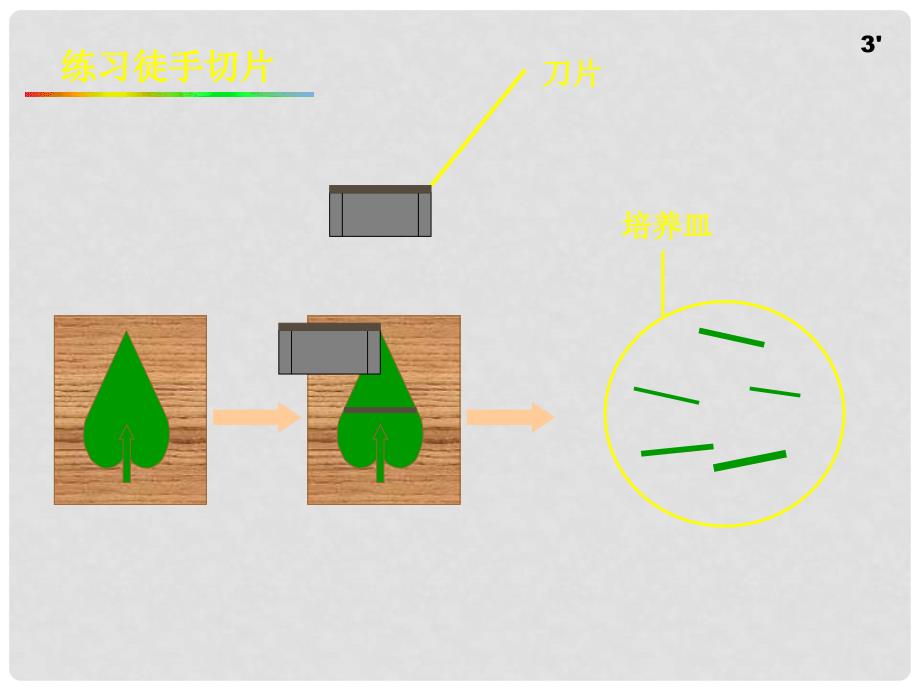 七年级生物上册 绿色植物参与生物圈的水循环1课件 人教新课标版_第4页