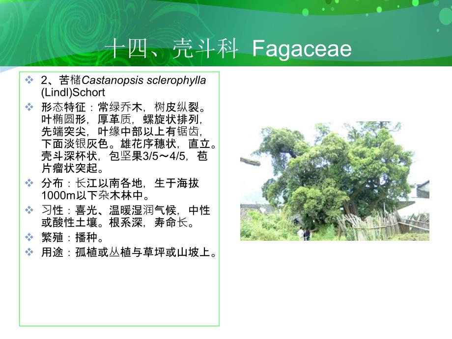 十四壳斗科Fagaceae_第3页