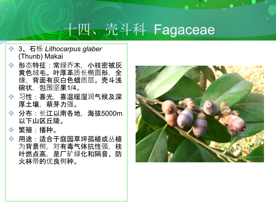 十四壳斗科Fagaceae_第4页