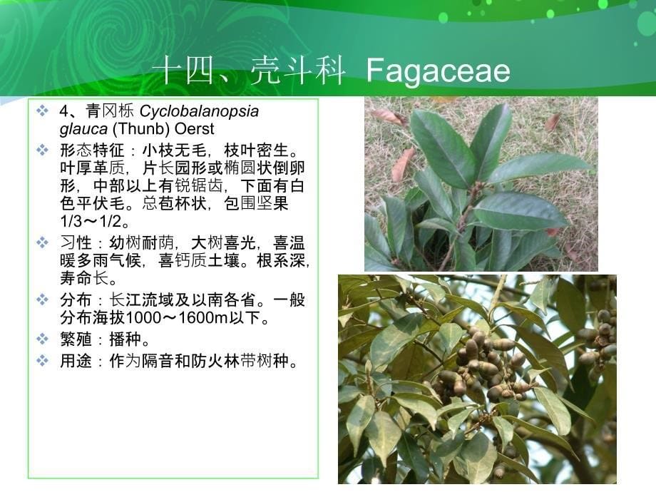 十四壳斗科Fagaceae_第5页