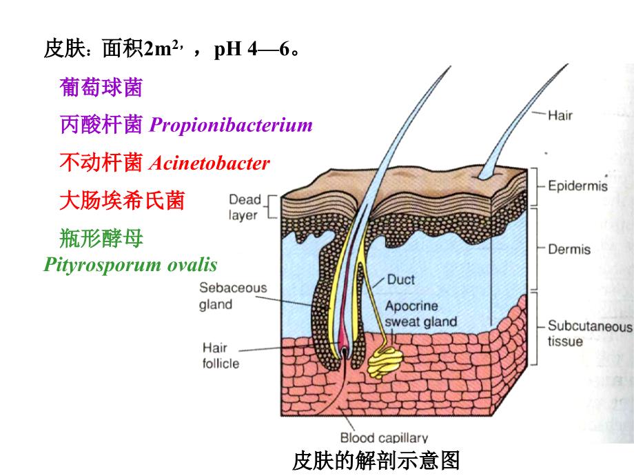 正常菌群的分布人体各部位的正常菌群课件_第4页