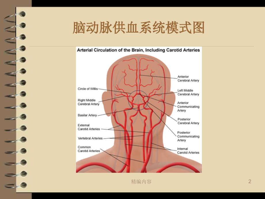 神经内科脑血管解剖及脑梗塞定位诊断深度分析_第2页