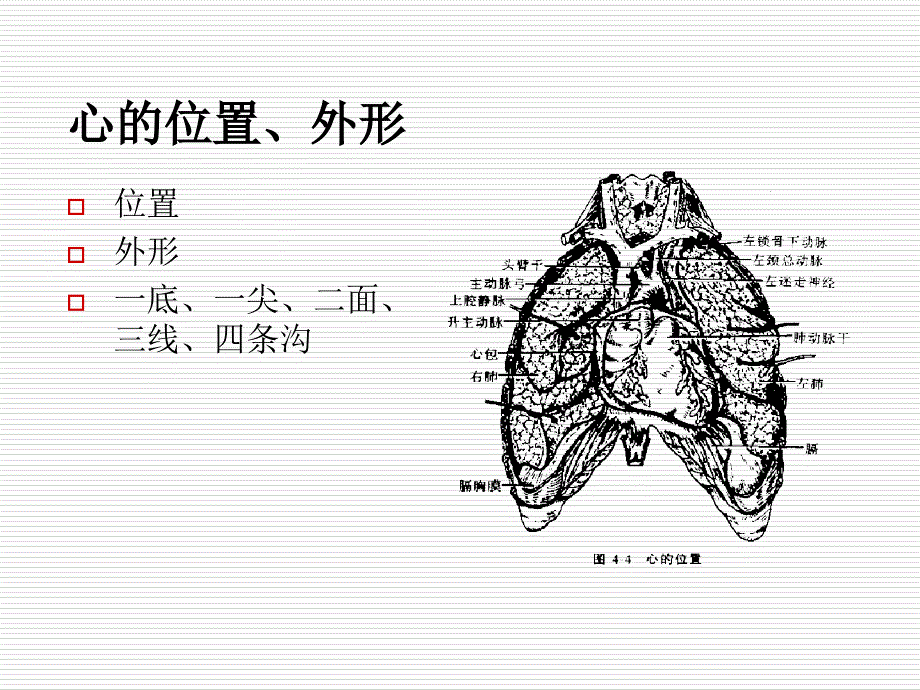 心血管系统的解剖123_第2页