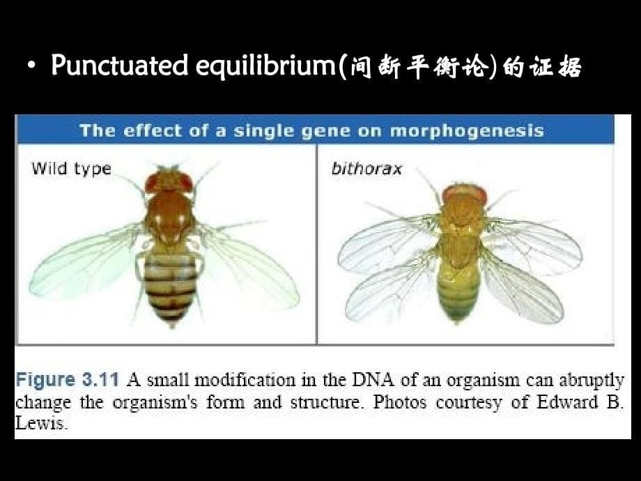 生物多样性及其分类_第5页