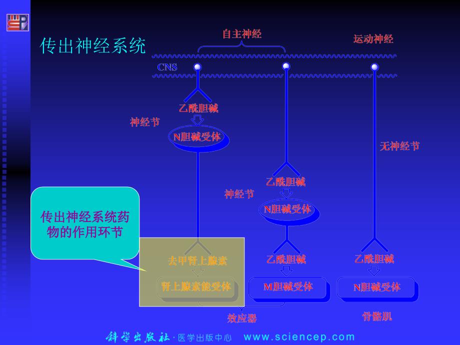 拟肾上腺素药和抗肾上腺素药ppt课件_第1页