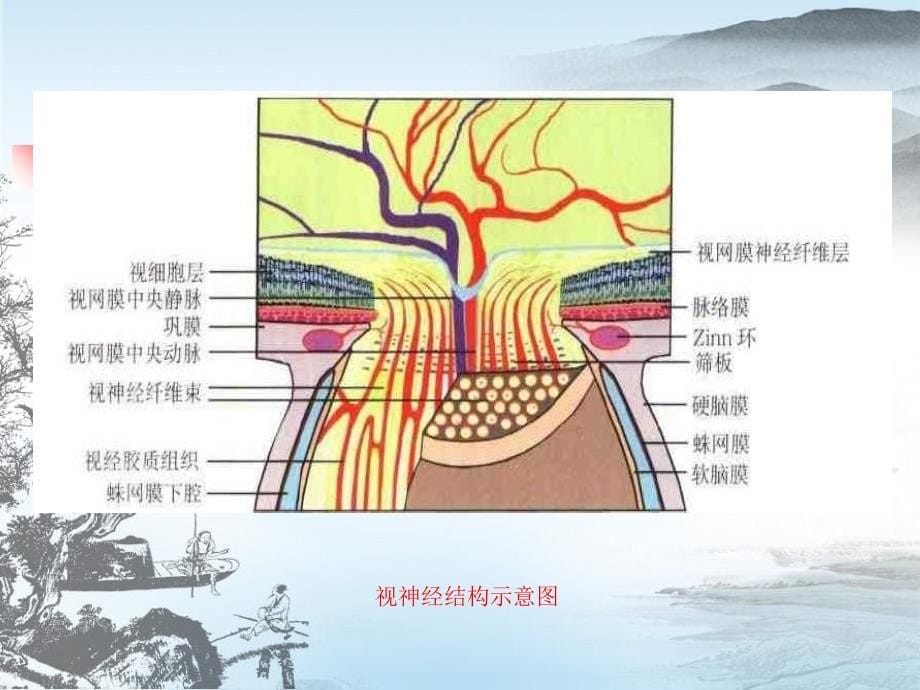 视神经及视路病变研究_第5页