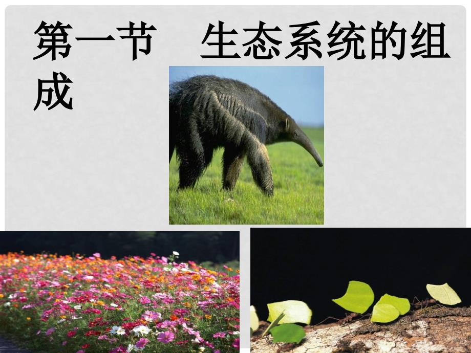 八年级生物上册 第七单元 第十九章 第一节 生态系统的组成课件2 （新版）苏教版_第1页