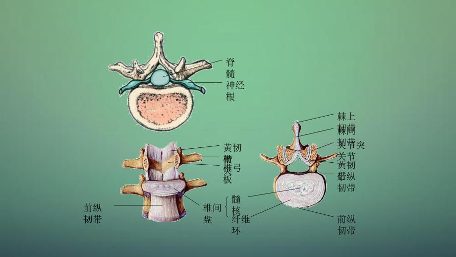 脊柱常见疾病干货分享_第4页