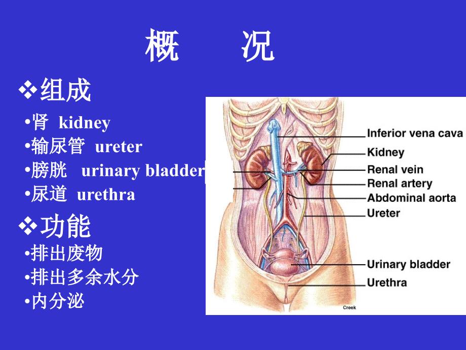 系统解剖学：泌尿系统_第2页