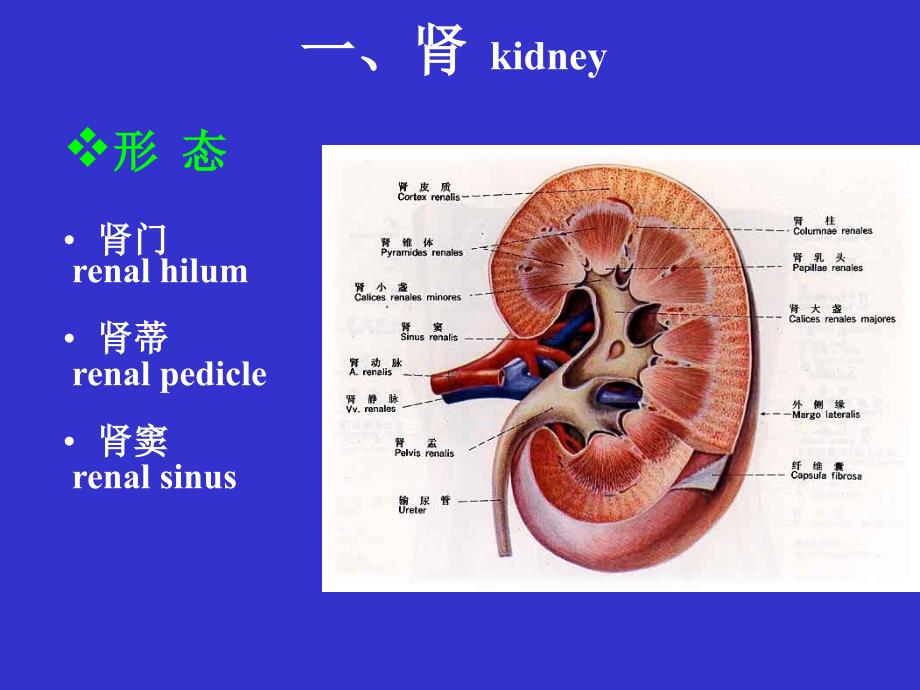 系统解剖学：泌尿系统_第3页