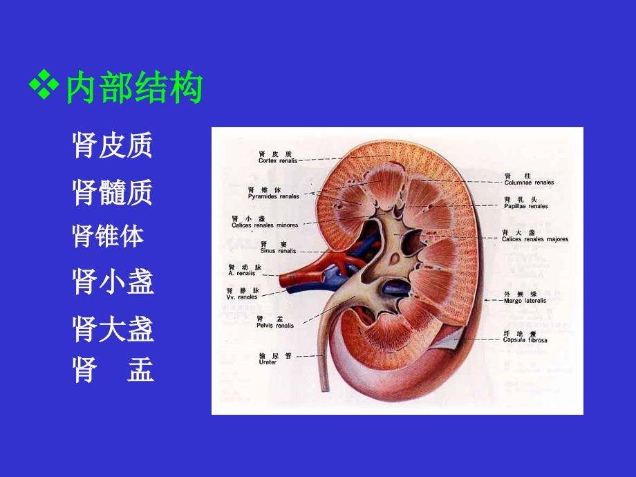 系统解剖学：泌尿系统_第4页