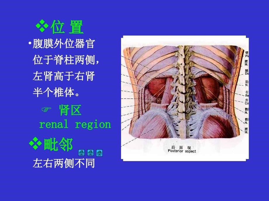 系统解剖学：泌尿系统_第5页