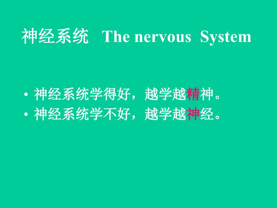 系统解剖学实验课件：实验-脑干_第1页