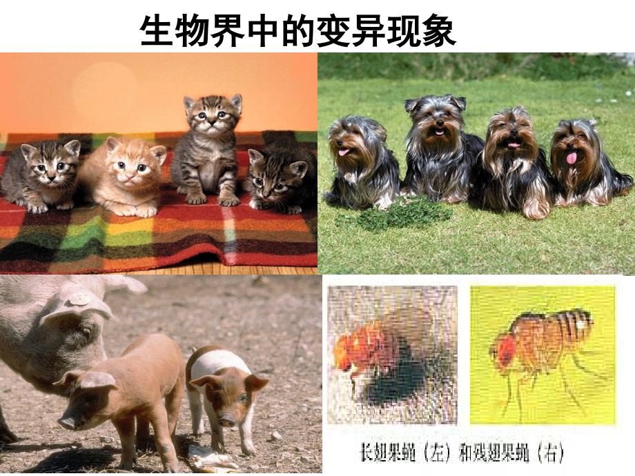 基因突变和基因重组(上课用).ppt_第4页