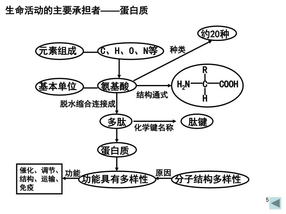 高中生物必修一总复习课堂PPT_第5页