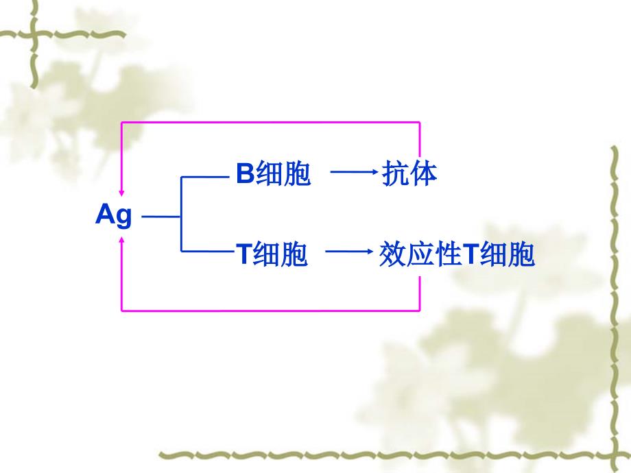 抗原AntigenAg精品PPT课件_第4页