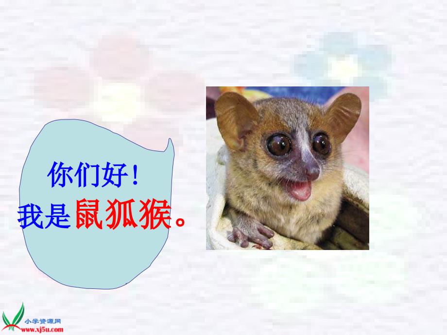 北京版三年级上册可爱的鼠狐猴2PPT课件_第2页