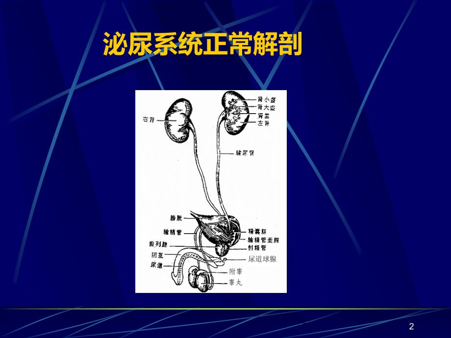 泌尿系统梗阻PPT课件.ppt_第2页