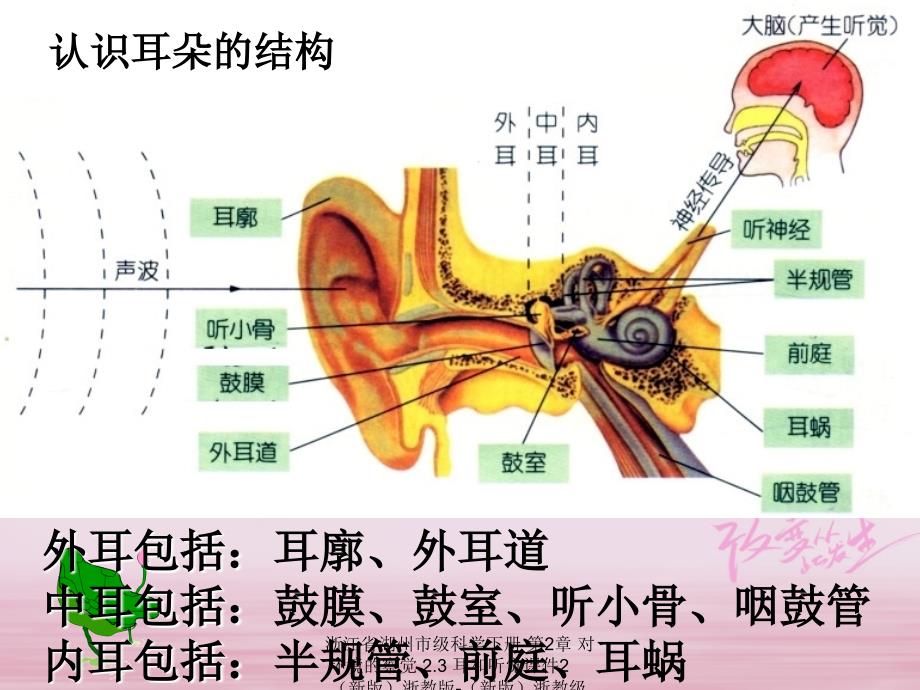 最新浙江省湖州市级科学下册第2章对环境的察觉2.3耳和听觉课件2新版浙教版新版浙教级下册自然科学课件_第3页