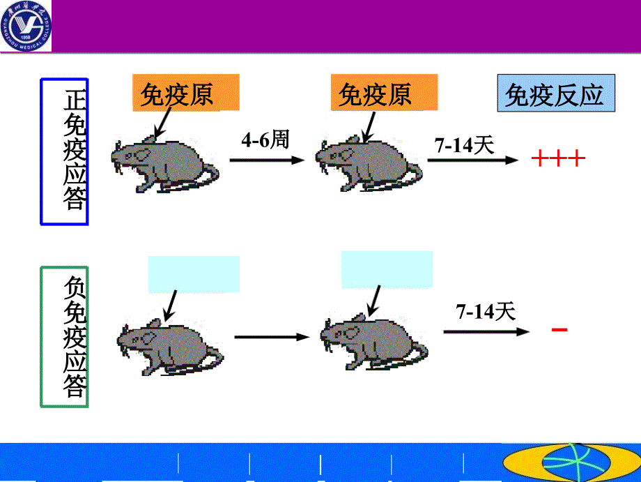 免疫耐受-医学知识讲座优质PPT课件_第3页