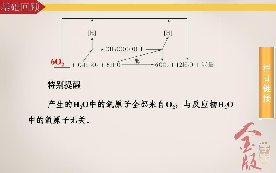 案12光合作用和细胞呼吸的综合.ppt_第5页